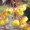 Berberis x ottawensis f. purpurea 'Superba'